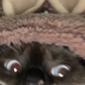 Meet your Posher, Hector